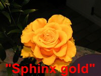 tn_Pic-2006-05-16-sphinx-gold-4