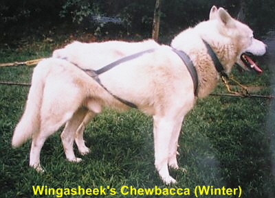 Chewbacca-Winter