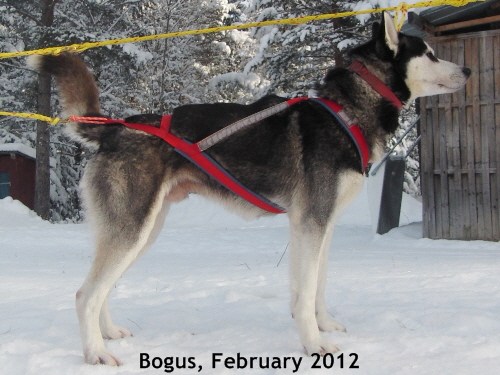 Bogus_20120205_2823