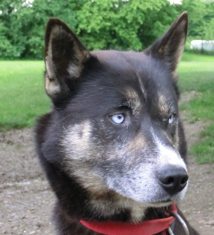 Dusty-Head_20140511_2451