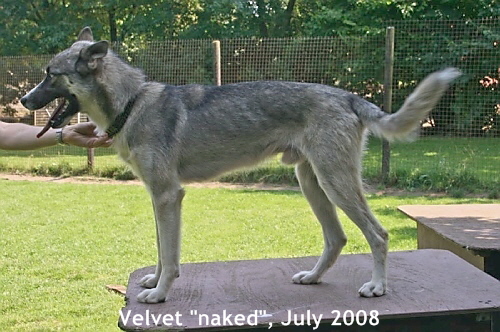 Velvet-20080726_ji