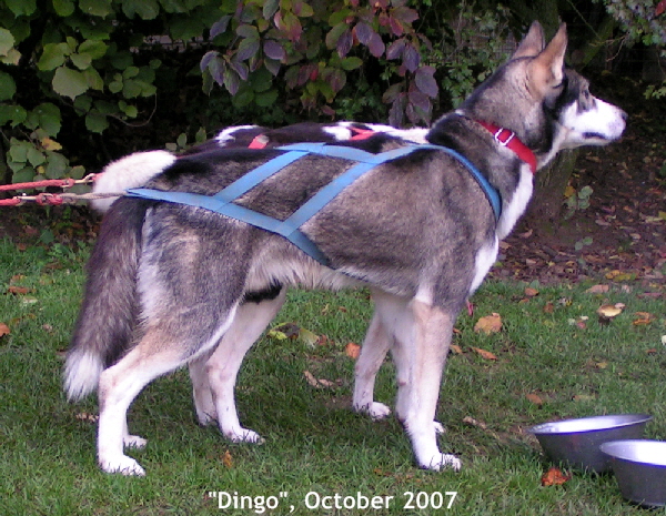 Dingo-2007-10-13-09